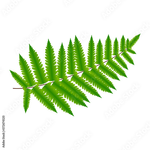 Green leaves fern tropical plant isolated on white background