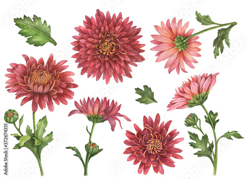 Fototapete Watercolor set of chrysanthemum flowers