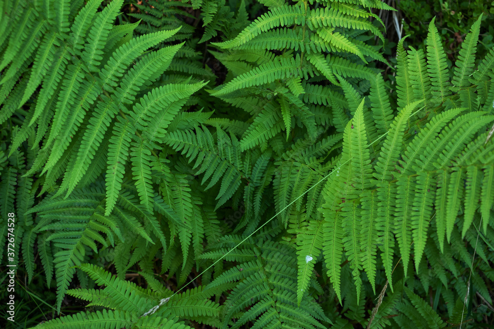 Natural green background of growing fern leaves.