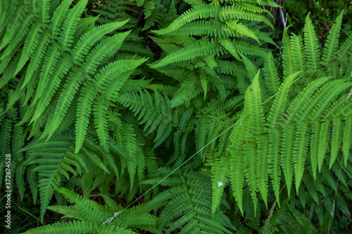 Natural green background of growing fern leaves.