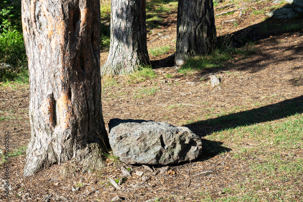 Pine tree trunks and large natural stones in the forest on a Sunny summer day. Pine tree trunks and large natural stones in the forest on a Sunny summer day.