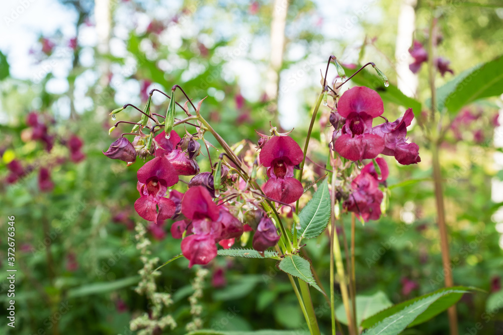 Crimson flowers of wild growing balsam in the forest. Selective focus. Crimson flowers of wild growing balsam in the forest. Selective focus.