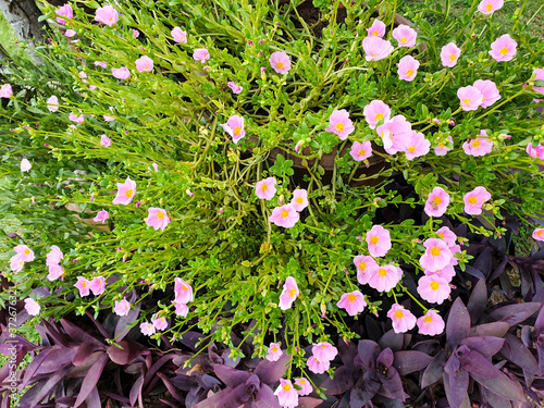 Obraz na płótnie Decorative flower plant in the park w salonie