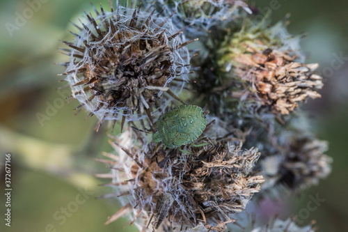 Nezara viridula Small green beetle photo