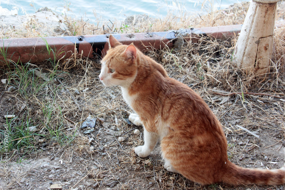 Fototapeta premium cute in the garden furry cat