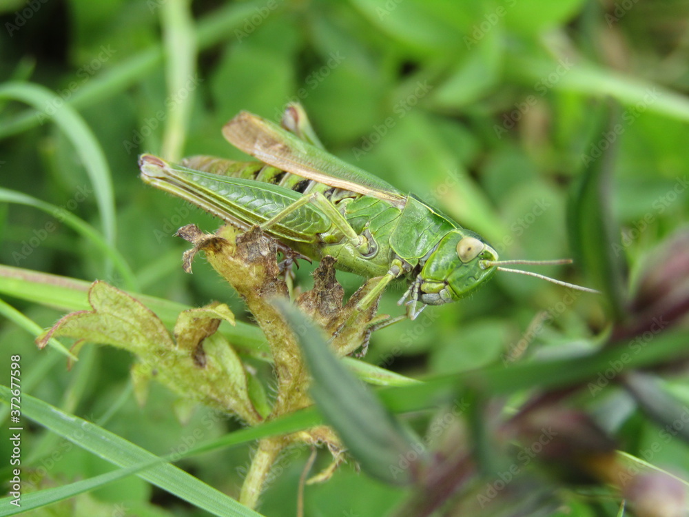 grasshopper on the grass grasshopper on the grass