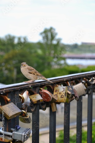 Old rusty love locks or padlocks attached to the fence. Symbol of unbreakable love and lifetime commitment. Lover`s locks. Selective focus. Old Town Warsaw, Poland photo