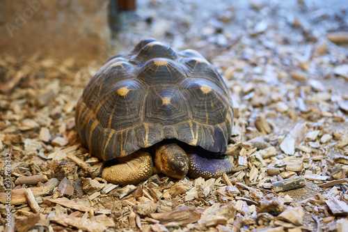 Big beautiful turtle on sawdust in the zoo front view