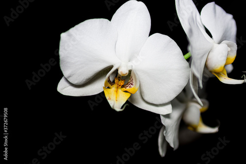 white orchid isolated on black