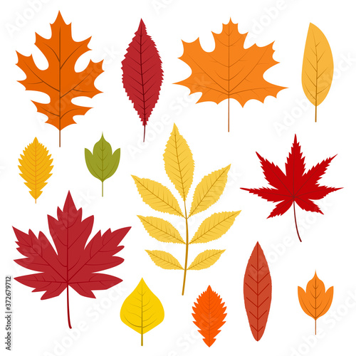Autumn leaves collection. Colorful leafs in cartoon style. Isolated vector illustration on white background.