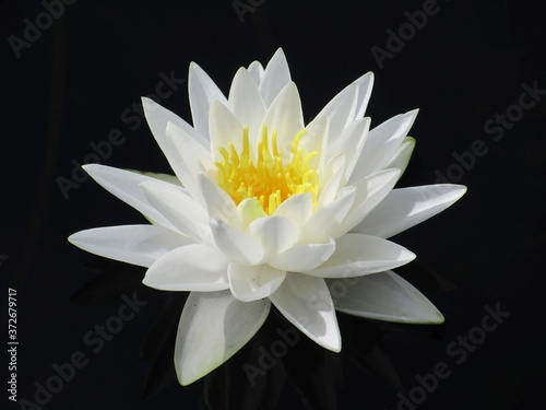 white lotus flower