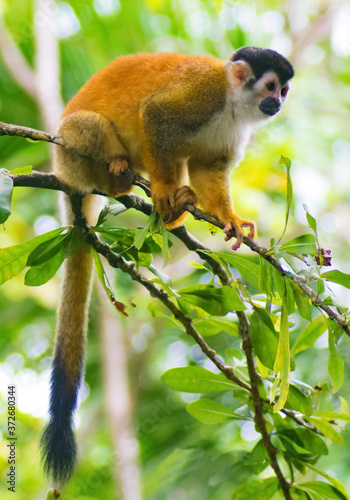 Squirrel monkey resting in a tree in Chiriqui Panama