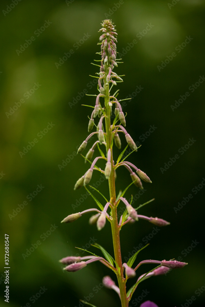 Fireweed buds on a green background