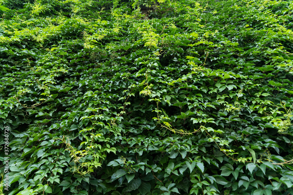 A wall full of creepers A wall full of creepers