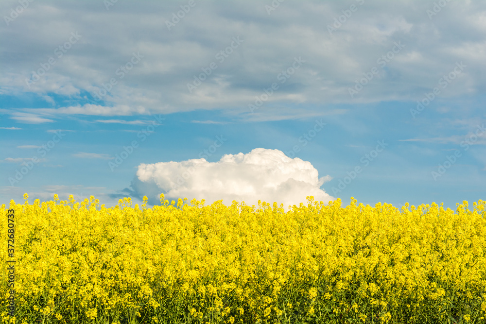 Blooming canola field. Bright Yellow rapeseed oil. Flowering rapeseed with blue sky white clouds Blooming canola field. Bright Yellow rapeseed oil. Flowering rapeseed with blue sky white clouds