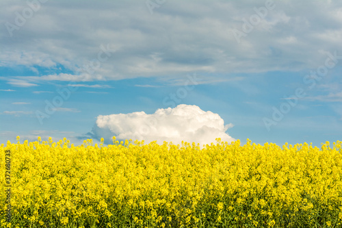 Blooming canola field. Bright Yellow rapeseed oil. Flowering rapeseed with blue sky white clouds © Aliaksei
