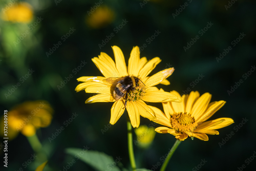 The bee is sitting on yellow flowers. Summer concept. The bee sits on yellow flowers illuminated by the rays of the sun. Summer concept. Selective focus and blurred background. The bee is sitting on yellow flowers. Summer concept. The bee sits on yellow flowers illuminated by the rays of the sun. Summer concept. Selective focus and blurred background.