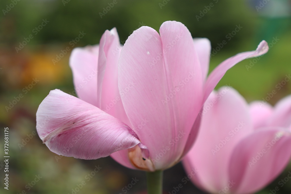 Abstract lilac tulips in spring and summer for background. Flowers macro photography Abstract lilac tulips in spring and summer for background. Flowers macro photography