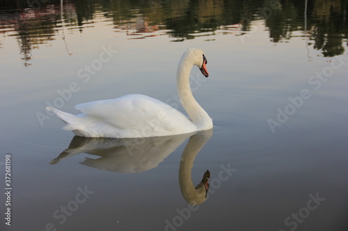 white swan swimming in the lake