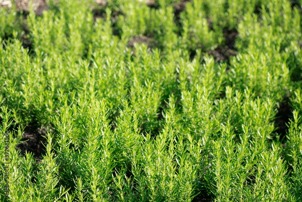 Rosmarin (Rosmarinus officinalis), Deutschland, Europa Rosmarin (Rosmarinus officinalis), Deutschland, Europa