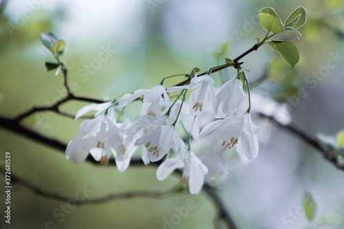 Beautiful White Bell fFowers photo