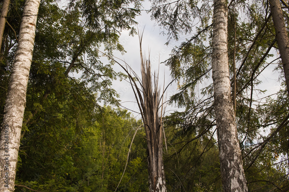 Fototapeta premium The broken tree is split into long thin fibers