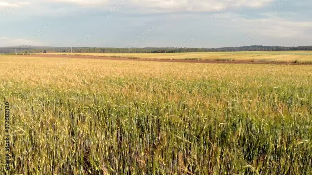 Drone flight over a golden wheat field at sunset. Grain harvesting. Beautiful view on the nature landscape and agriculture plant. Drone flight over a golden wheat field at sunset. Grain harvesting. Beautiful view on the nature landscape and agriculture plant.