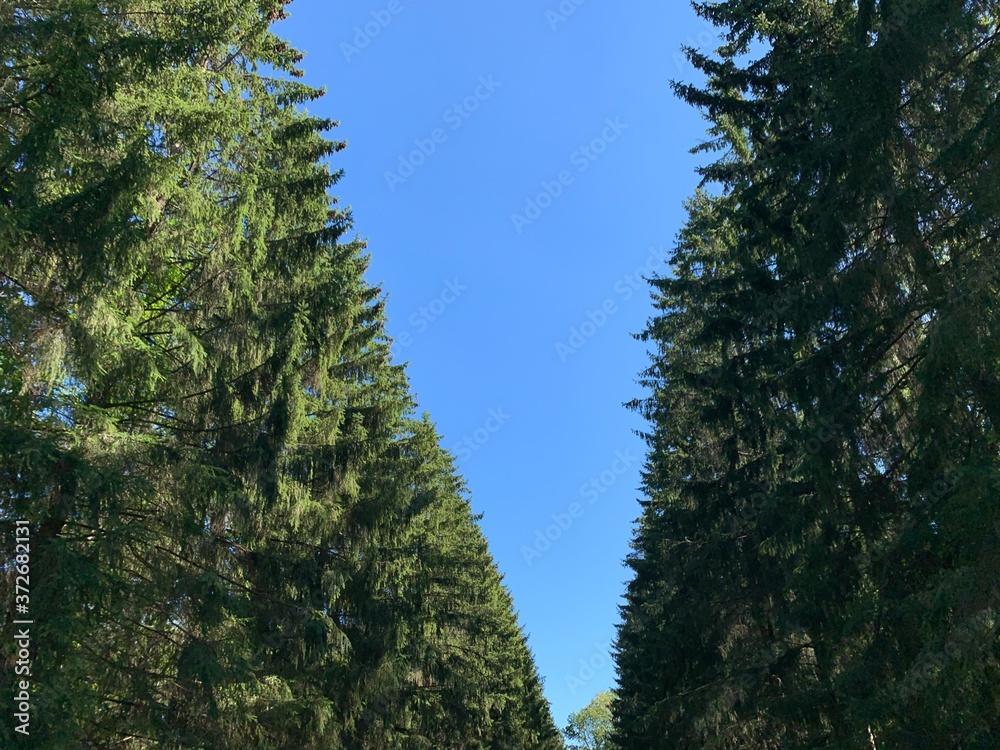 Tops of the pine trees and blue sky background