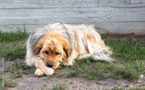 A sad, lonely dog with Brown and white fur color. Homeless dog. Need of love, no home, unhappy. © Ольга Смоляк