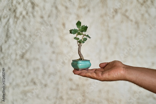 Bonsai plant on the palm of the hand. Gardening concept.