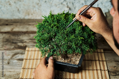 Hands pruning a bonsai tree on a work table. Gardening concept.