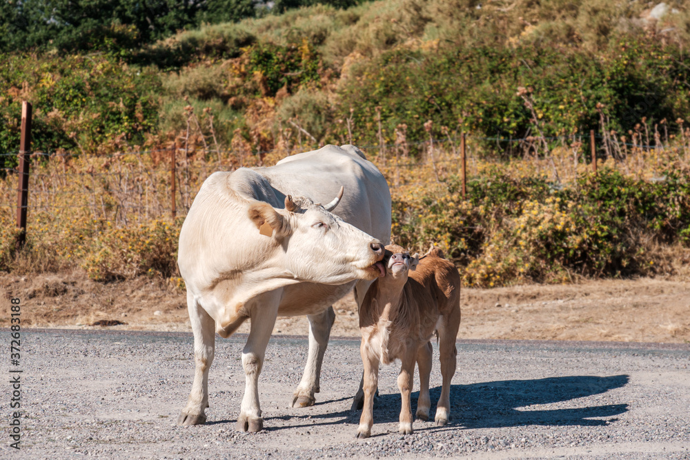 Obraz premium A cow licking a young calf in Corsica