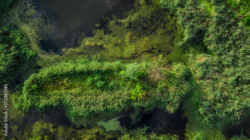 Drone photo over swamp with green trees