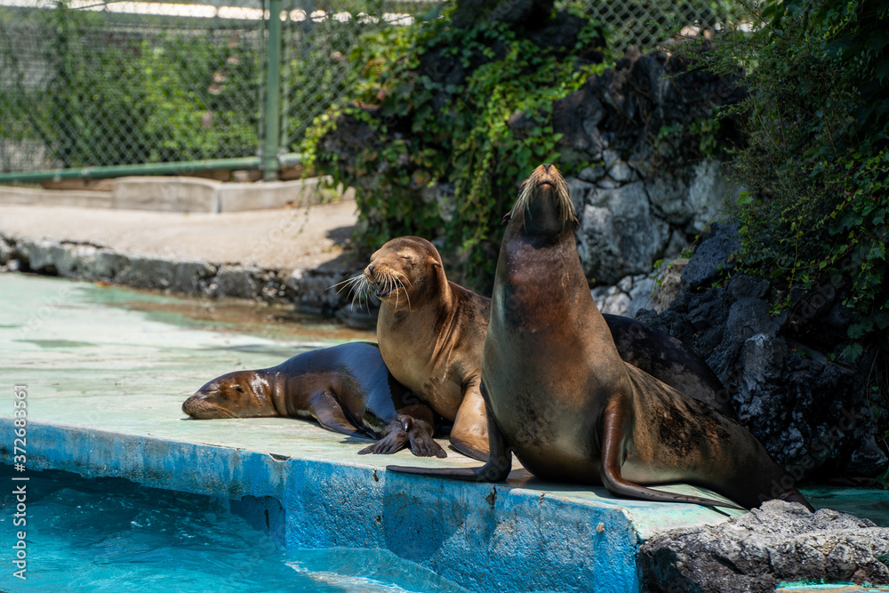 Fototapeta premium 天王寺動物園のアシカ