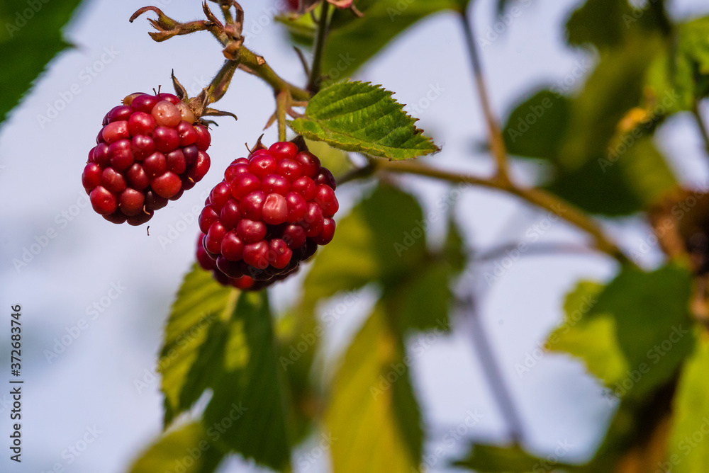 Obraz premium Not unripe blackberries, blackberries in a bouquet