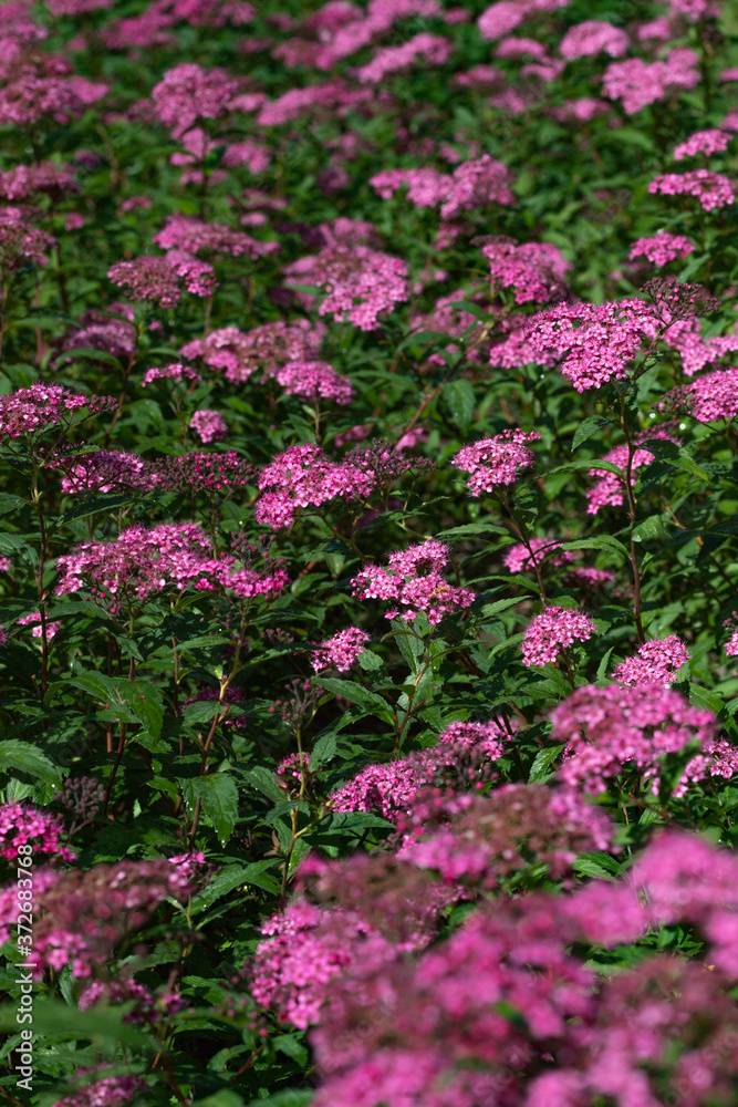 Small pink flowers on a background of green shoots