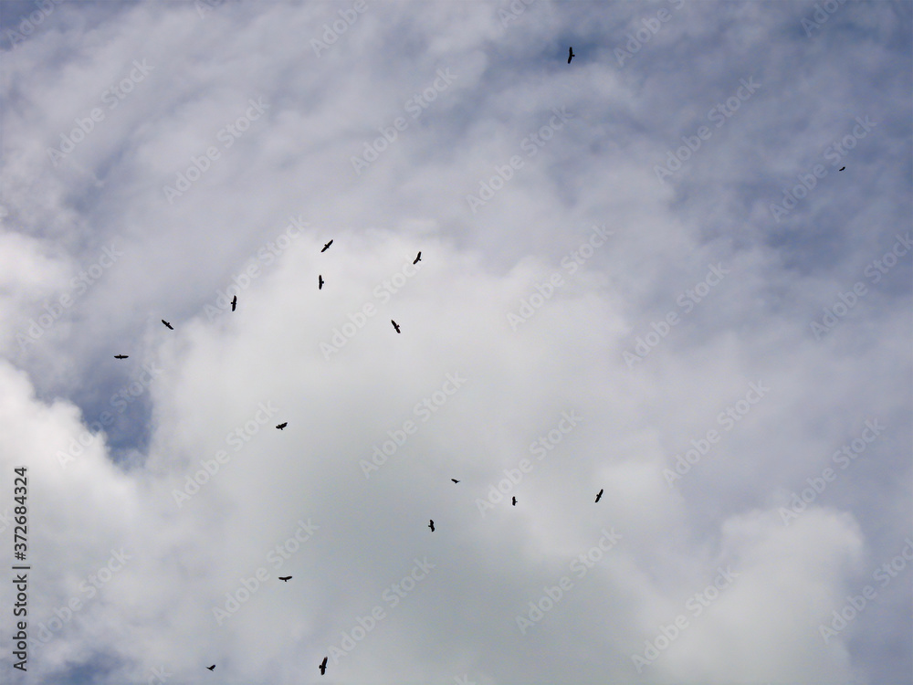 Vultures circling in the sky, Dominican Republic Vultures circling in the sky, Dominican Republic