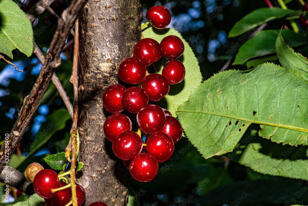 Red cherries close up