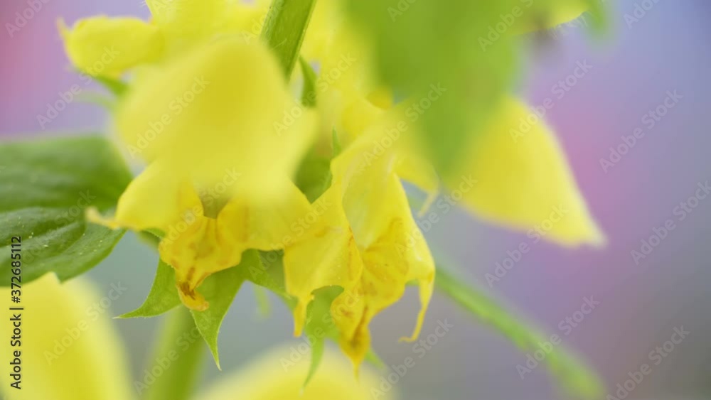 A closer look of the yellow archangel flower A closer look of the yellow archangel flower