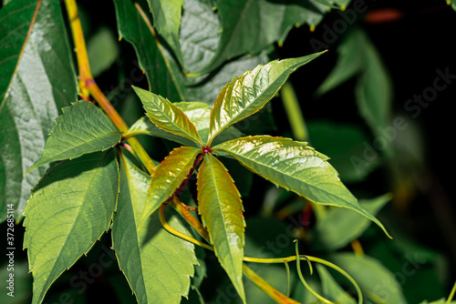 close up of green leaves