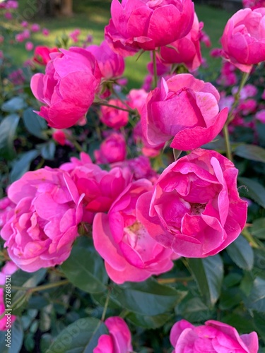 Pink and soft bush roses