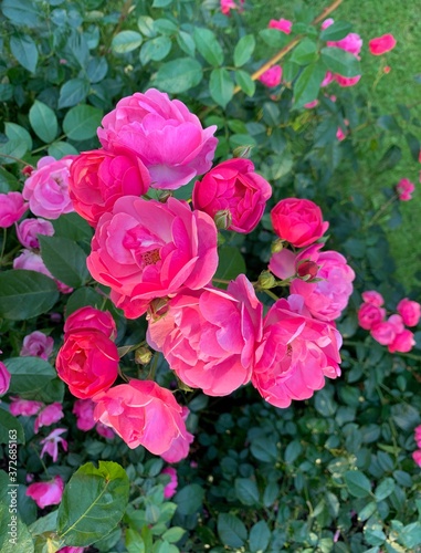 Pink and soft bush roses