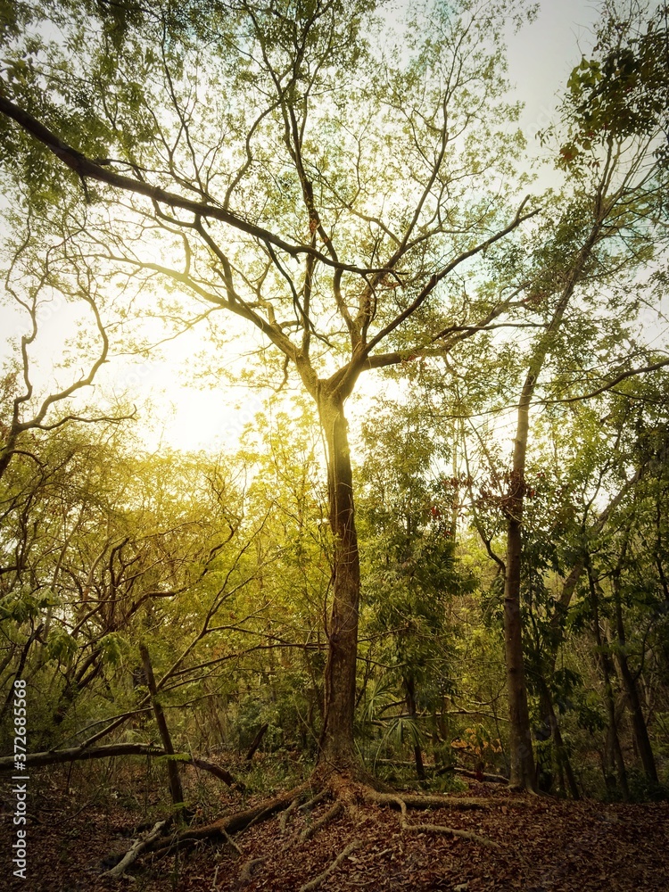 Large tree with sunlight, environment in forest Large tree with sunlight, environment in forest