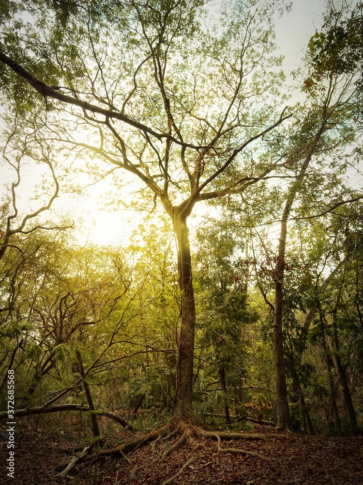 Large tree with sunlight, environment in forest