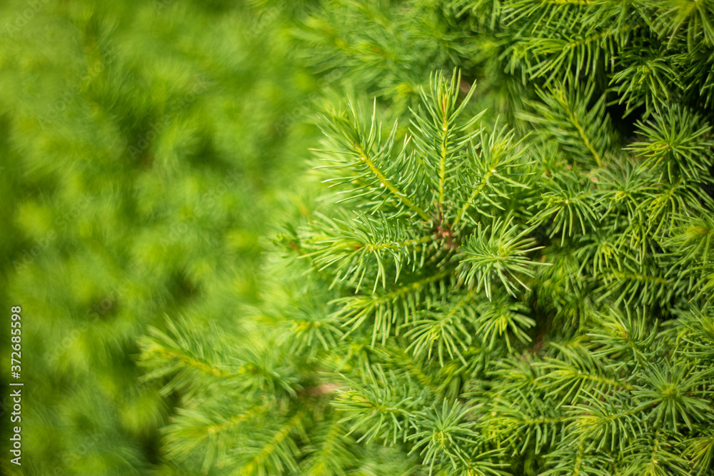 Spring growth of young Canadian spruce. Abstract Natural coniferous background. Blur selective focus. Spring growth of young Canadian spruce. Abstract Natural coniferous background. Blur selective focus.