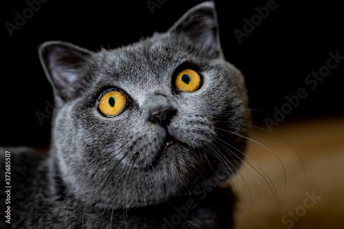 close up black british shorthair has beautiful yellow eyes. animal care and pets concept