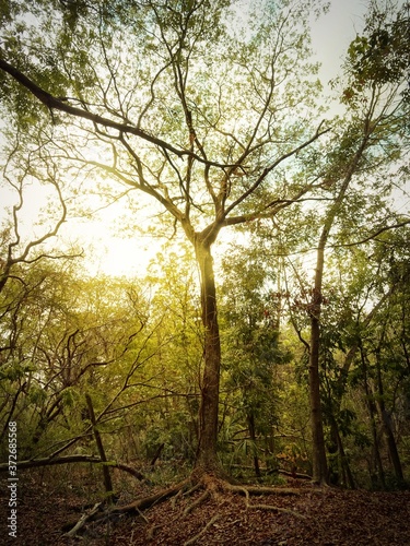 Large tree with sunlight, environment in forest