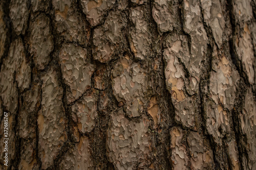 Brown northern pine bark texture © Yuliya