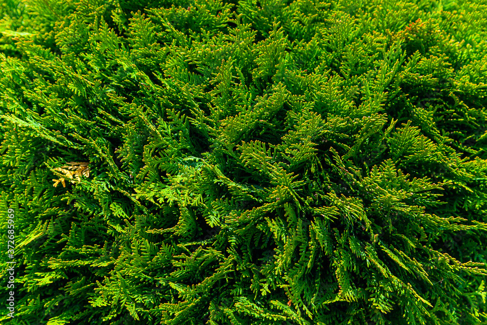 Natural background texture. Selective focus blur. Evergreen coniferous tree from the Cypress family of the genus Thuja, naturally occurring in the Eastern regions of North America. Landscape design