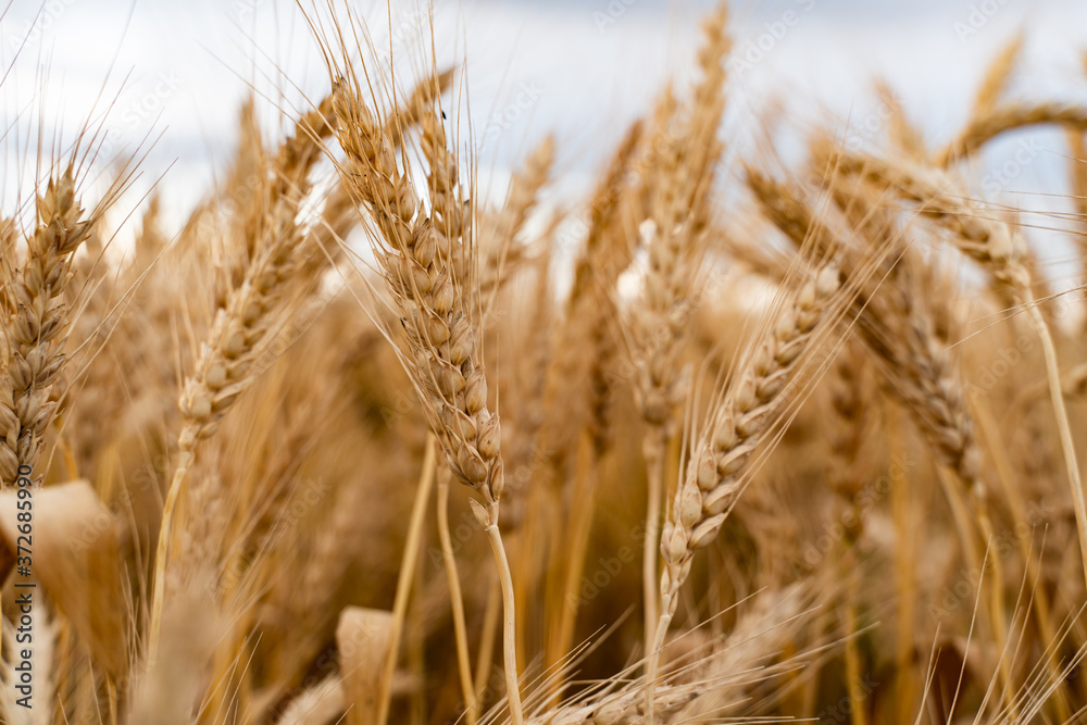Agricultural field. Ripe ears of wheat on the background of the sunset. The concept of a rich harvest. Agricultural field. Ripe ears of wheat on the background of the sunset. The concept of a rich harvest.